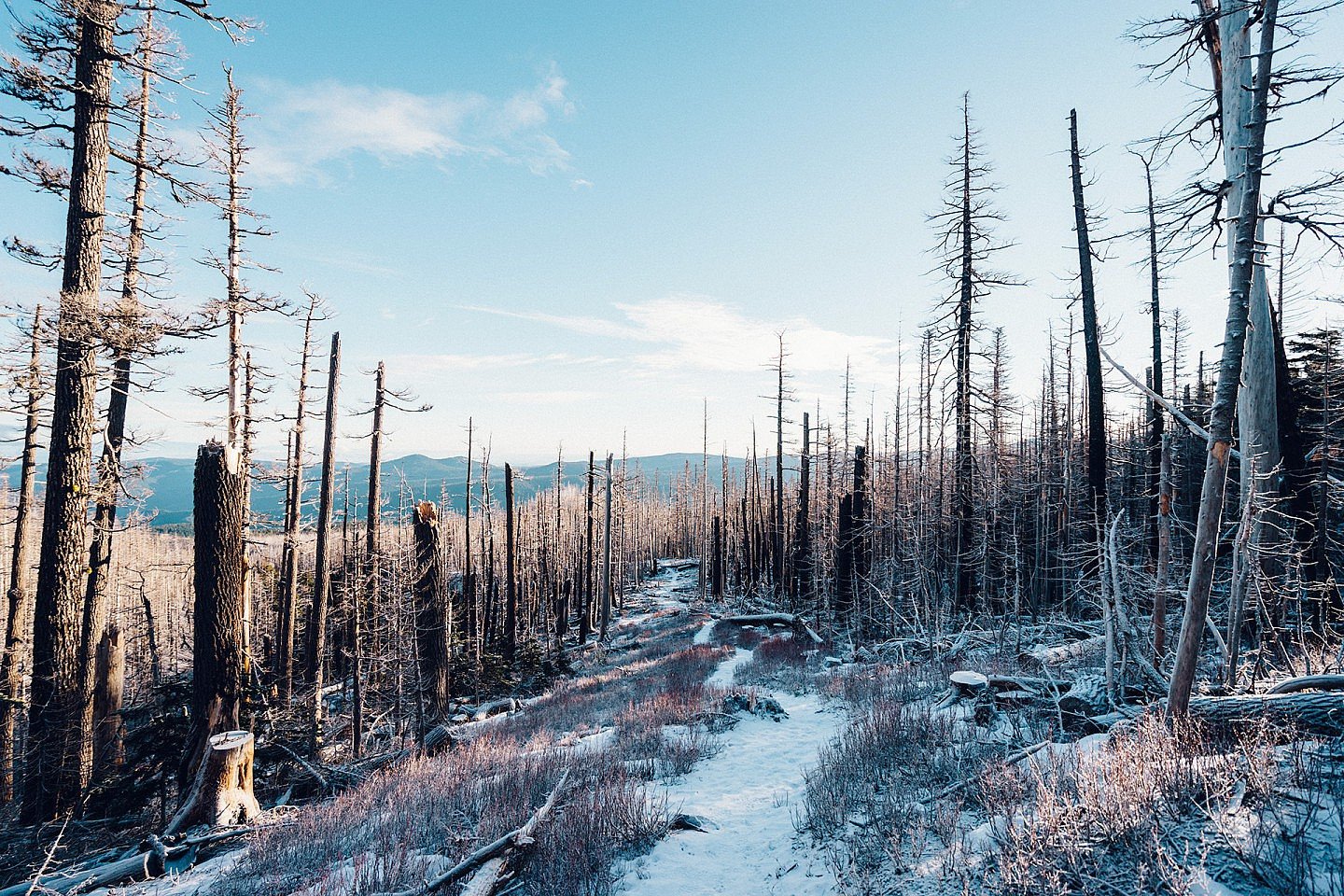 snow-winter-fallen-trees